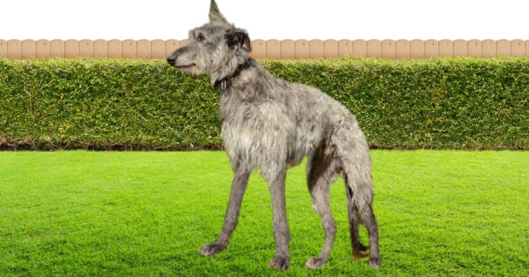 Scottish Deerhound