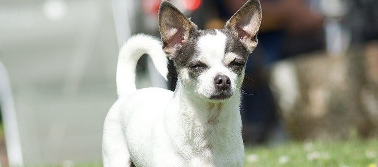 Jack Russell Chihuahua Mix