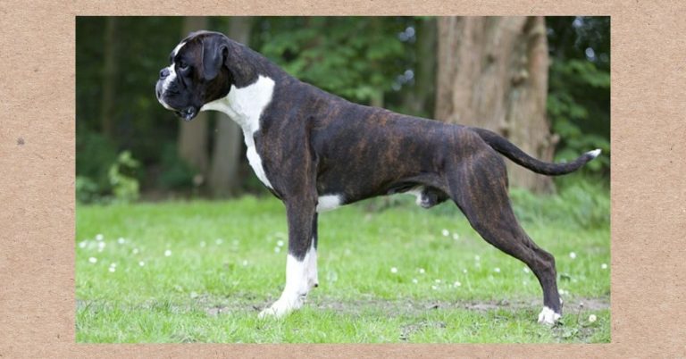 What Does a Reverse Brindle Boxer Look Like