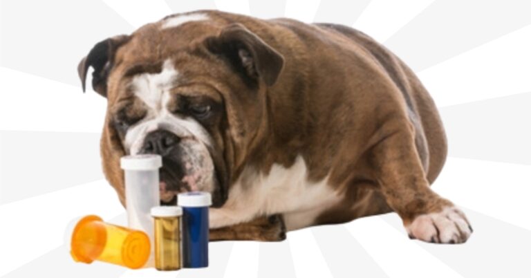 100mg Trazodone for Dogs Dosage Chart