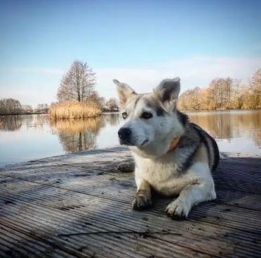 German Shepherd Husky Corgi Mix
