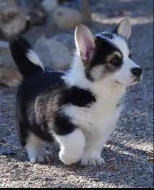 German Shepherd Corgi mix
