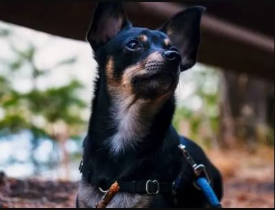 
German Shepherd mix with Corgi
