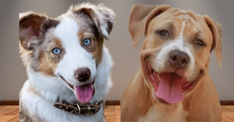 Pitbull Australian Shepherd Mix