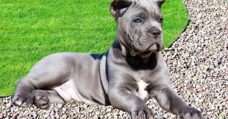 Cane Corso Grey