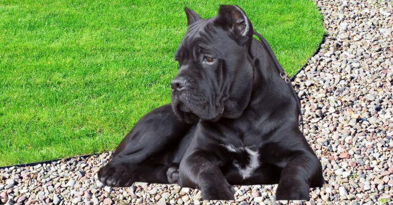 Will a Cane Corso Attack an Intruder?