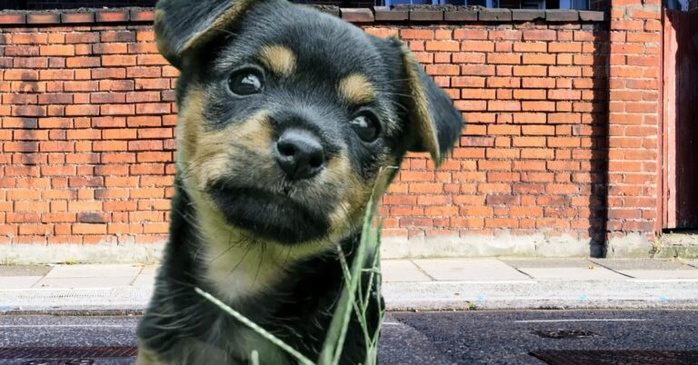 Schnauzer Chihuahua Mix